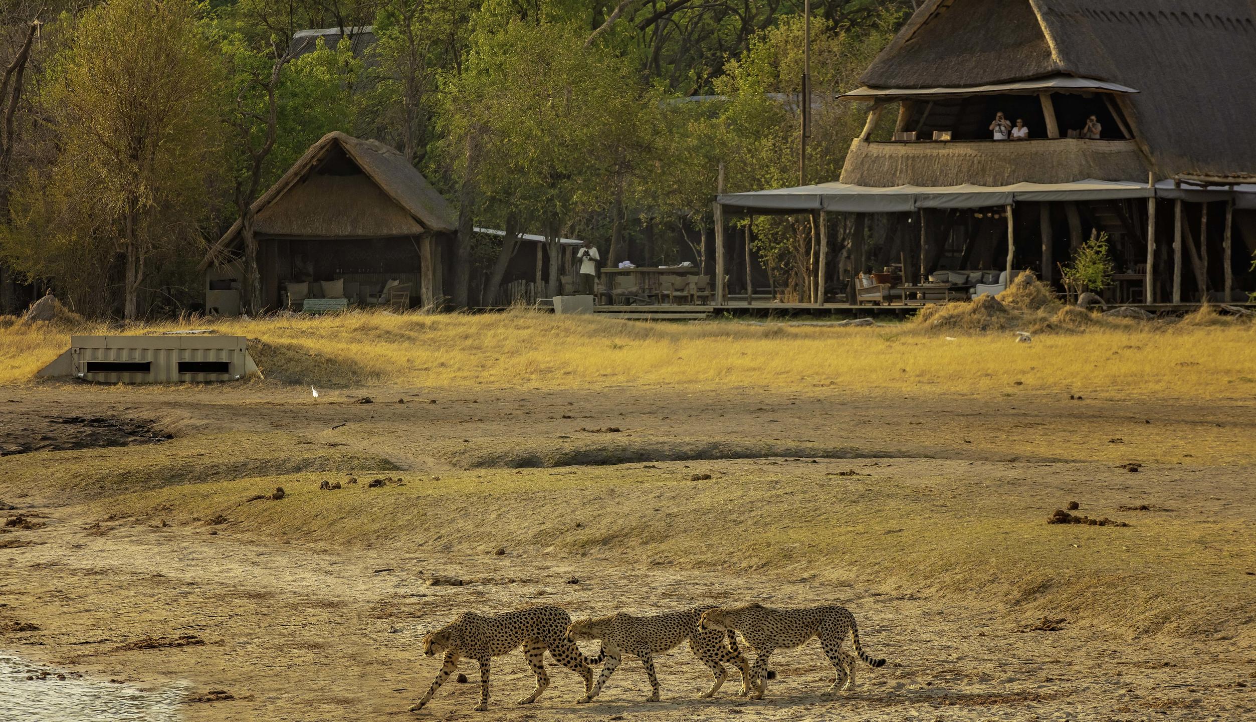 https://www.trackssafaris.co.uk/wp-content/uploads/2022/07/The-Hide-A-Frame-and-Cheetah.jpg