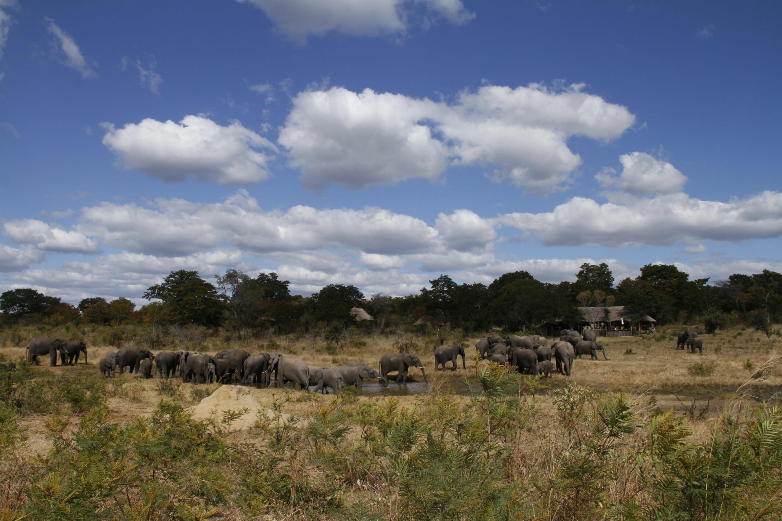 https://www.trackssafaris.co.uk/wp-content/uploads/2022/07/The-Incredible-watering-hole-at-Khulu-Lodge-scaled.jpg