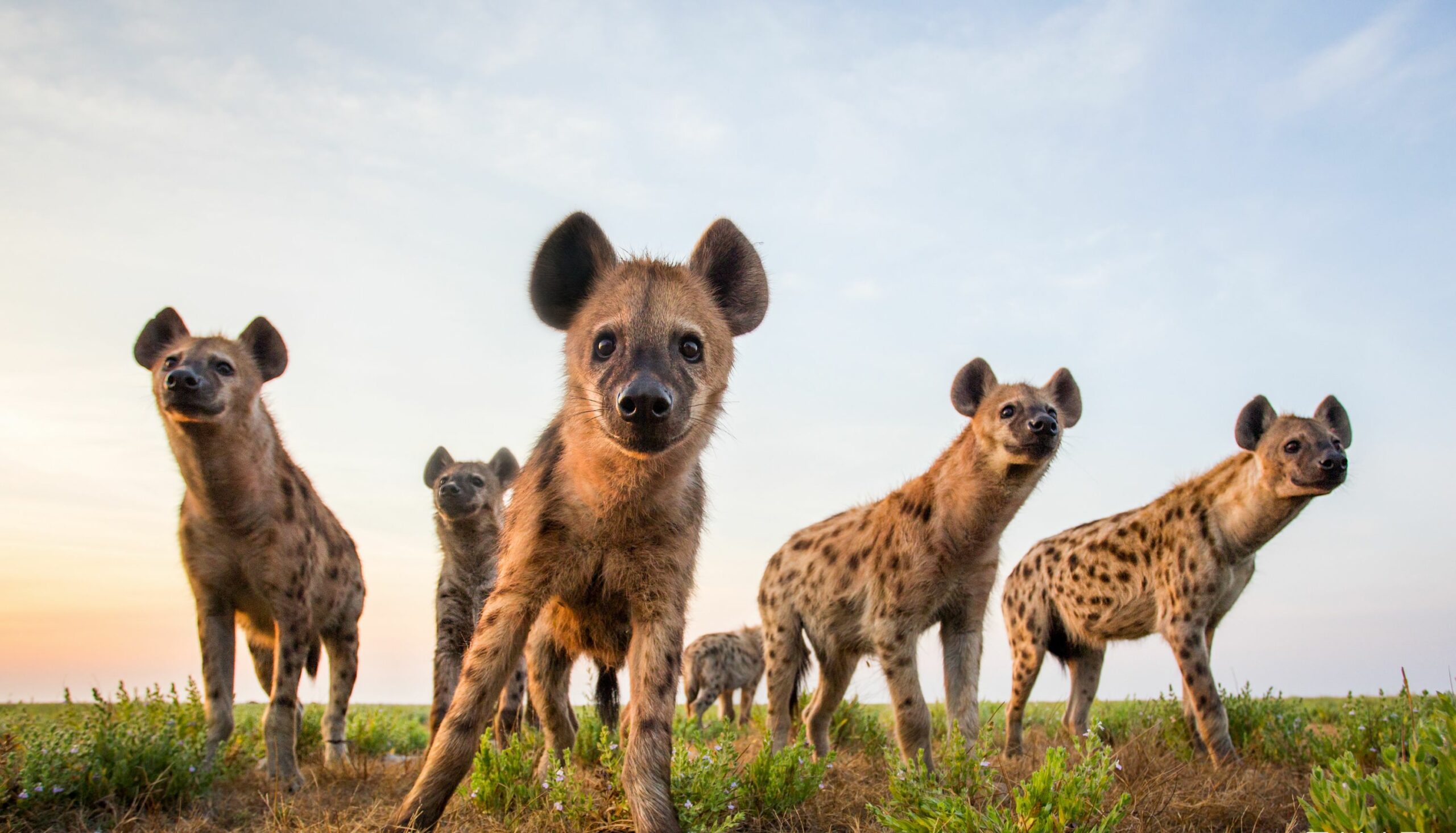 https://www.trackssafaris.co.uk/wp-content/uploads/2022/07/Time-Tide-Liuwa-Plain-Will-Burrard-Lucas-22-scaled.jpg