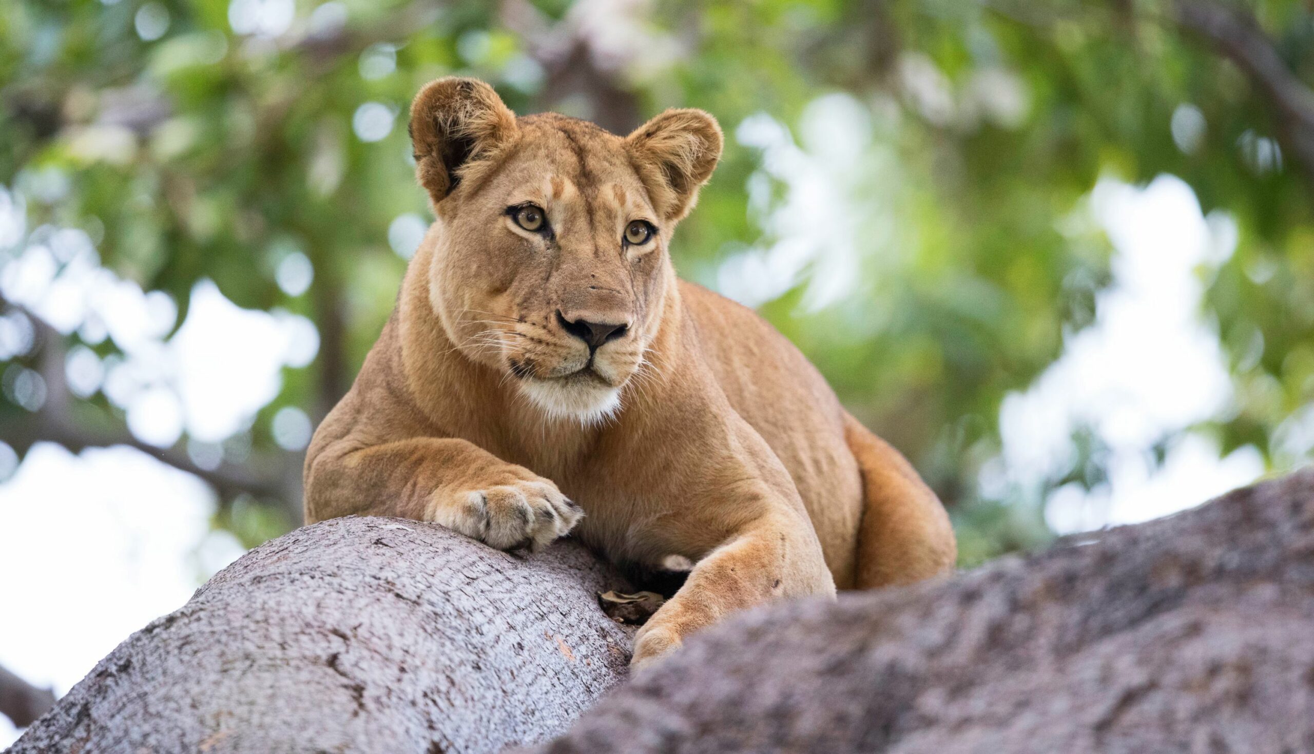 https://www.trackssafaris.co.uk/wp-content/uploads/2022/07/Time-Tide-Lower-Zambezi-Wildlife-3-Heinrich-van-den-Berg1-scaled.jpg