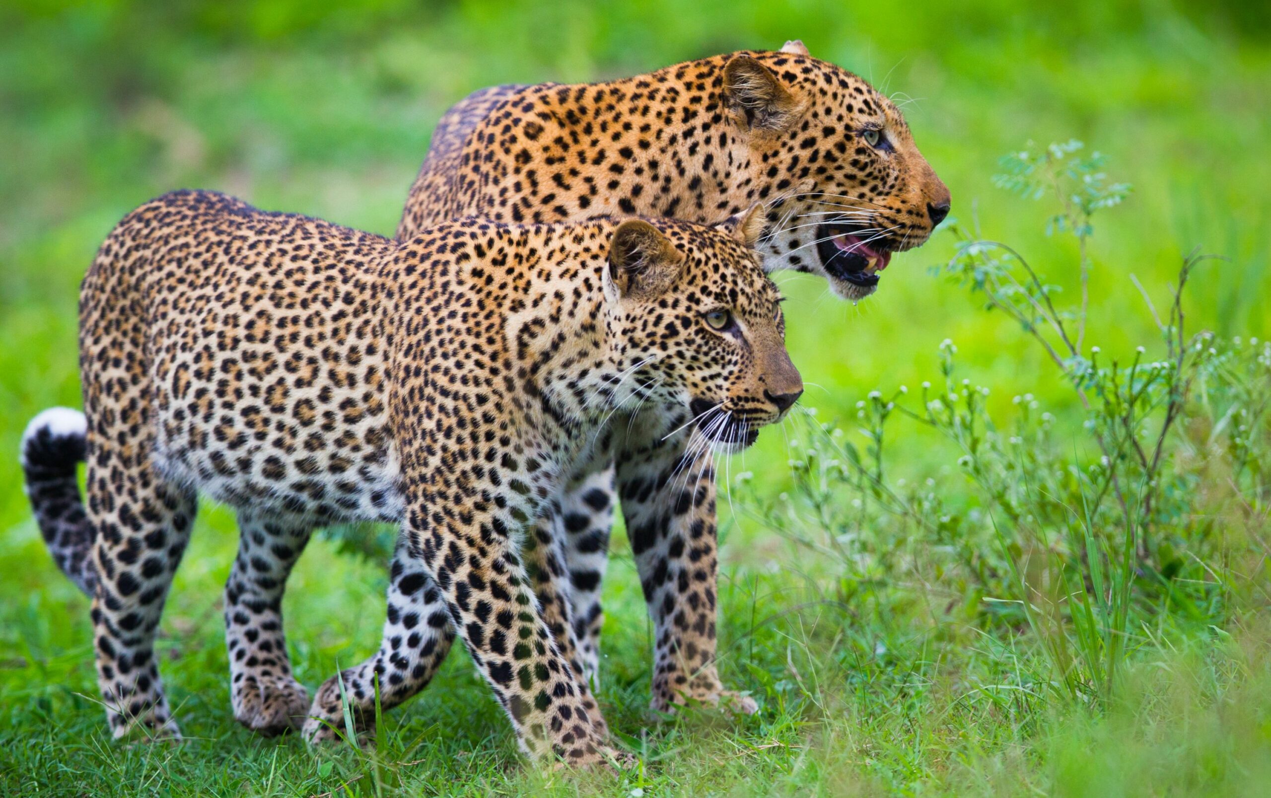 https://www.trackssafaris.co.uk/wp-content/uploads/2022/07/Time-Tide-South-Luangwa-Wildlife-31-Will-Burrard-Lucas-scaled.jpg