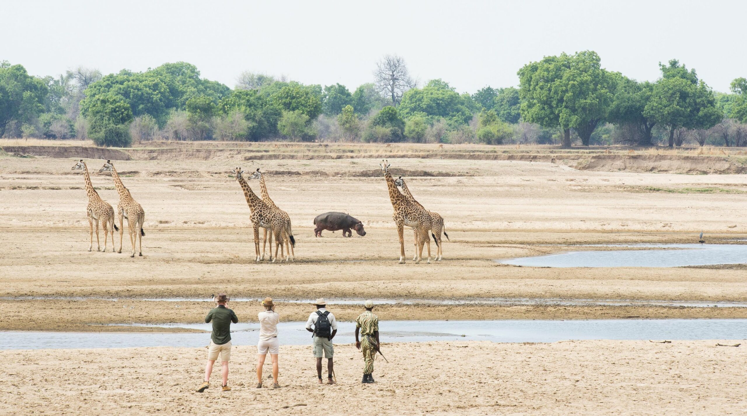 https://www.trackssafaris.co.uk/wp-content/uploads/2022/07/Walking-Safaris-scaled.jpg