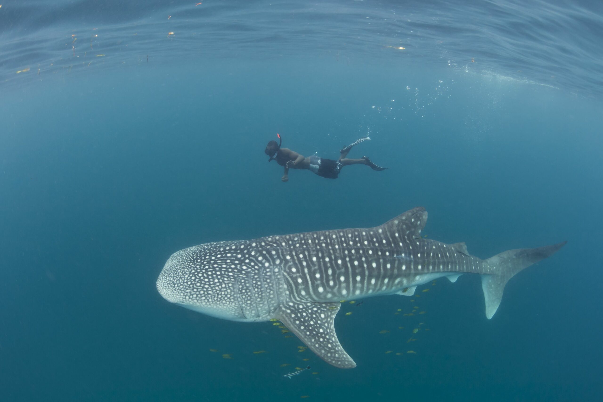 /wp-content/uploads/2022/07/Whalesharks-up-close-chole-scaled.jpg