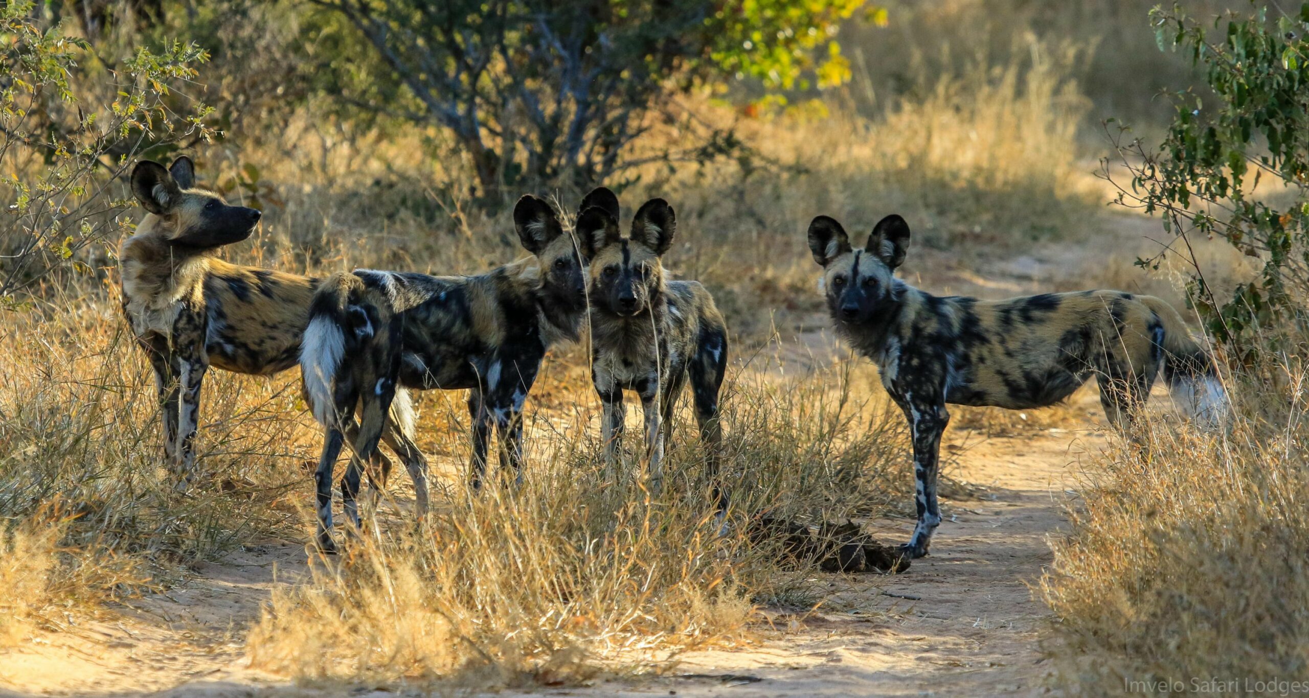 https://www.trackssafaris.co.uk/wp-content/uploads/2022/07/Wild-dog-near-camp-scaled.jpg