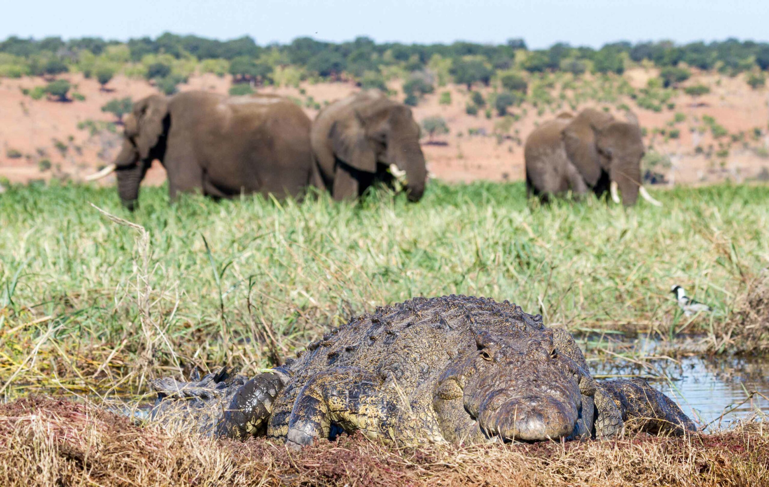 wildlife
