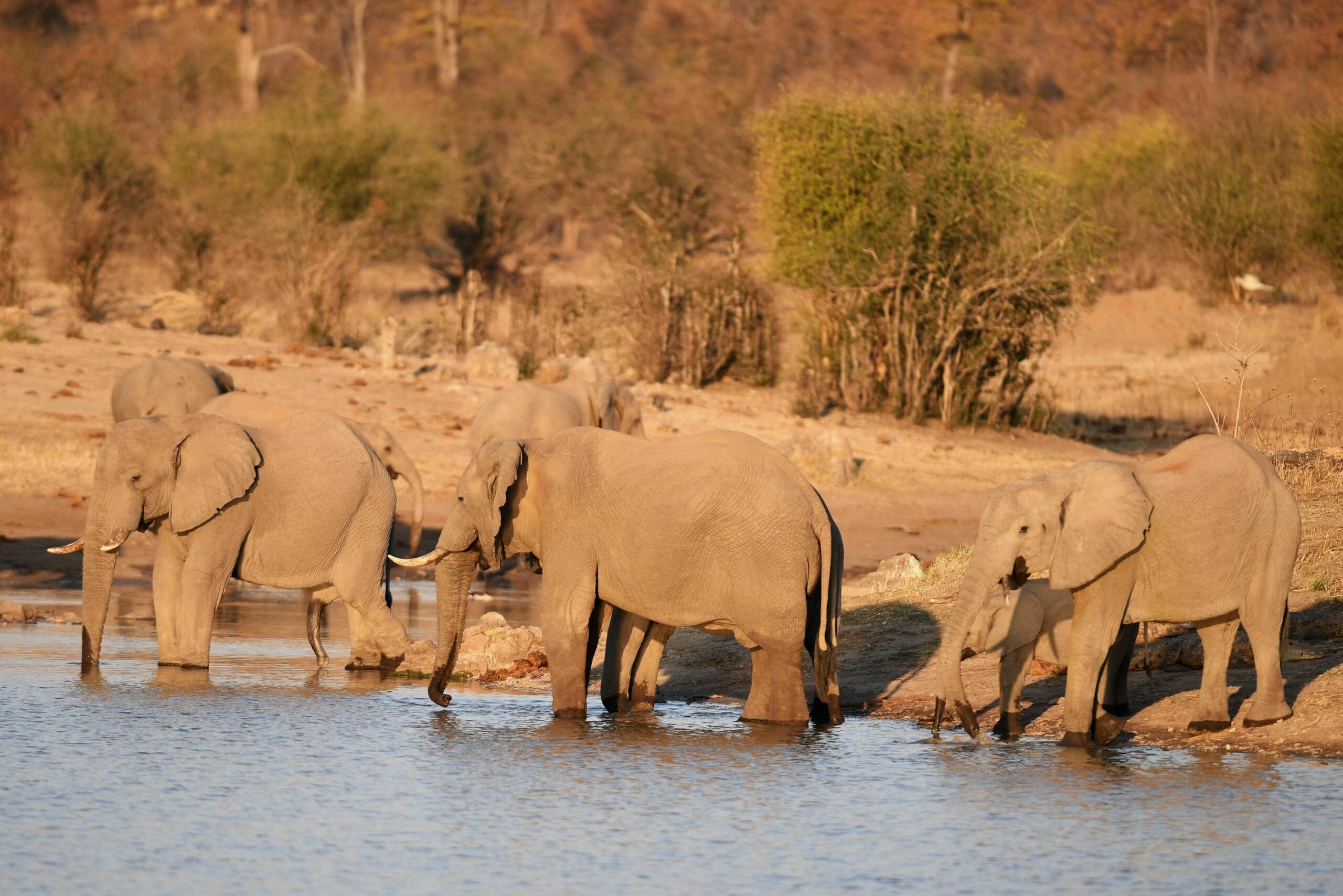 https://www.trackssafaris.co.uk/wp-content/uploads/2022/07/Wildlife-scaled.jpg