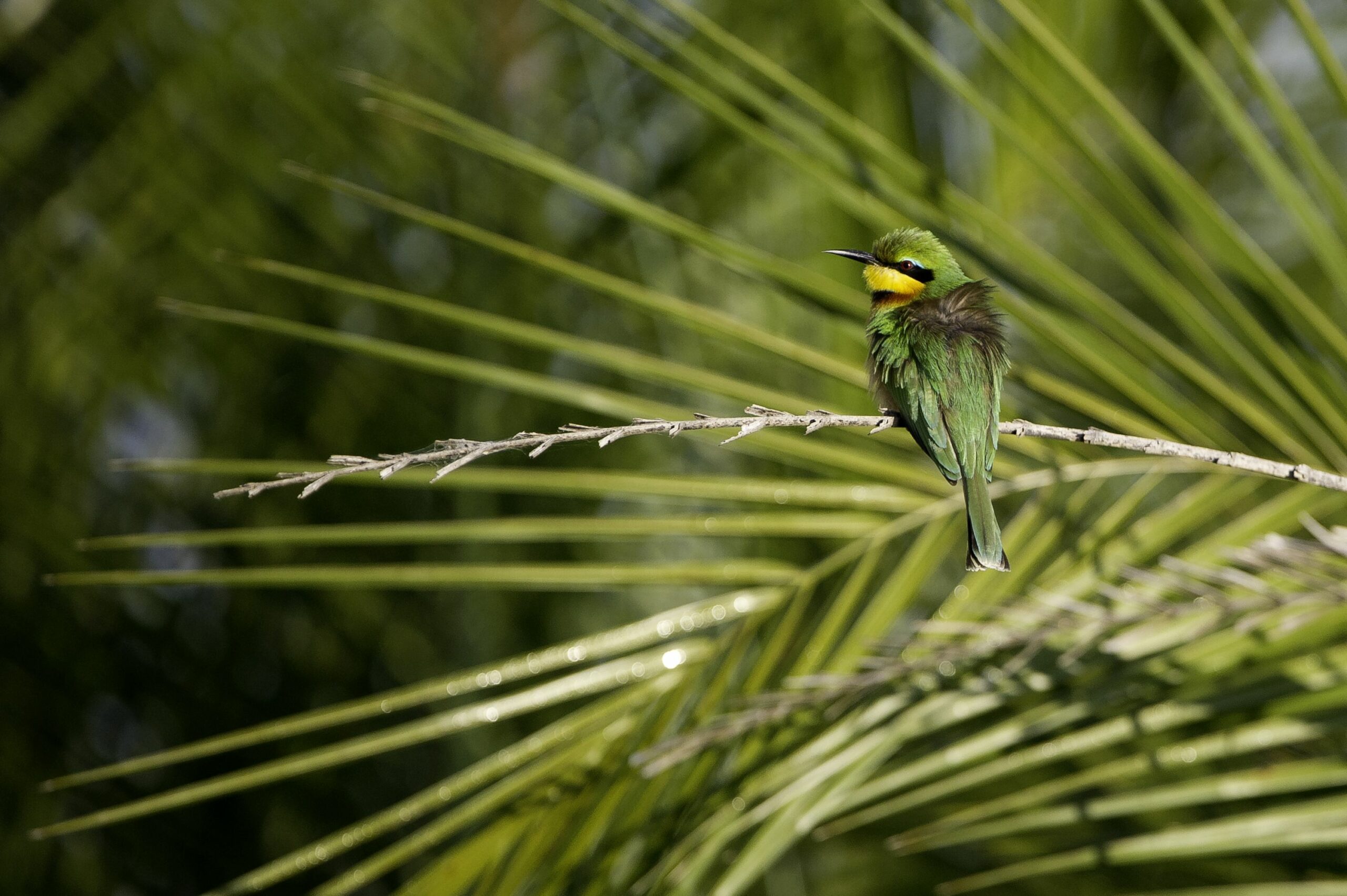 https://www.trackssafaris.co.uk/wp-content/uploads/2022/07/Xigera-Bee-Eater-scaled.jpg