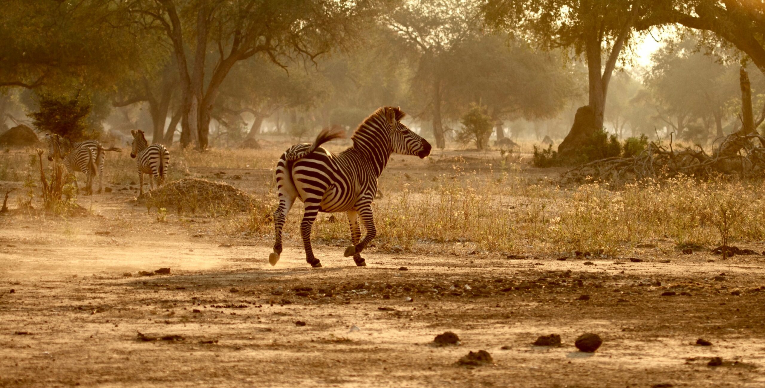 https://www.trackssafaris.co.uk/wp-content/uploads/2022/07/Zebra-Stallion-copy-23-scaled.jpg