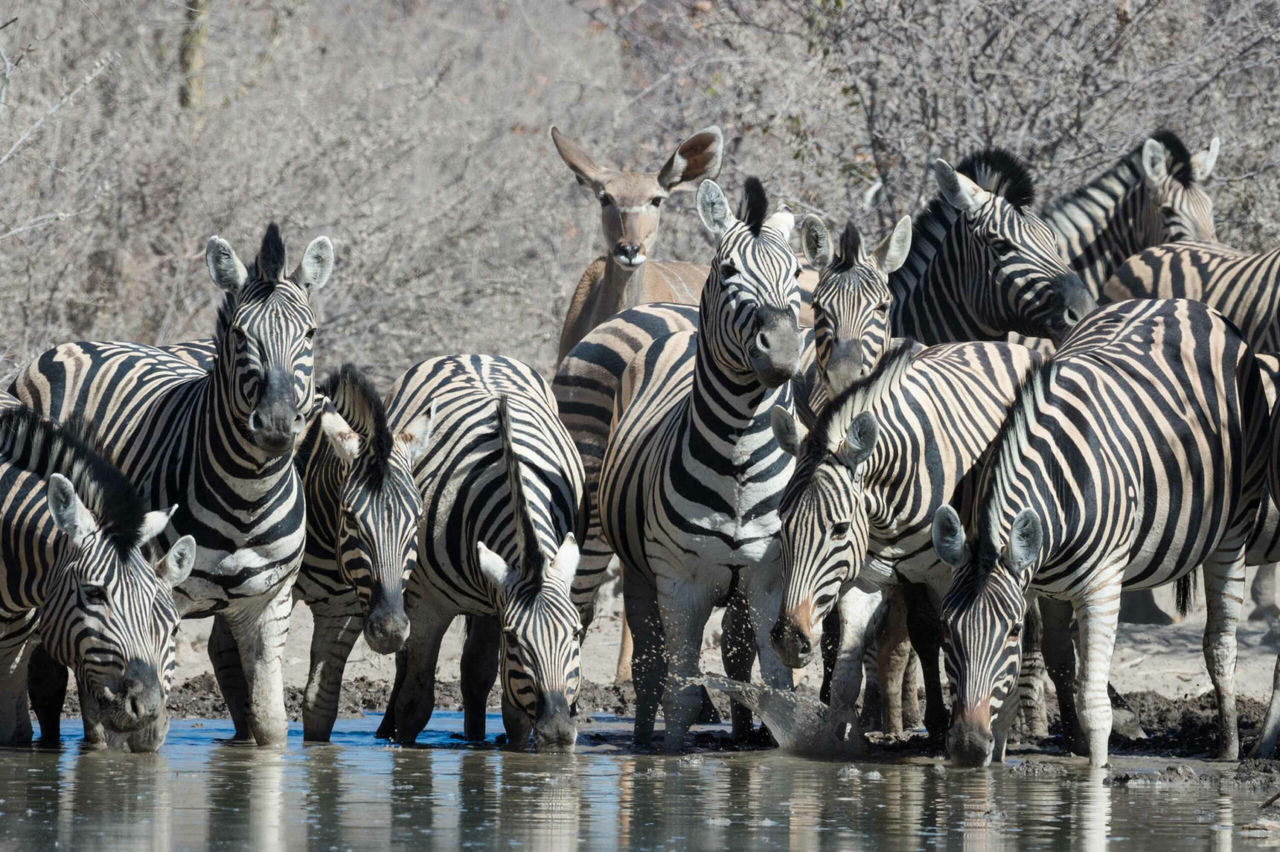 Waterhole