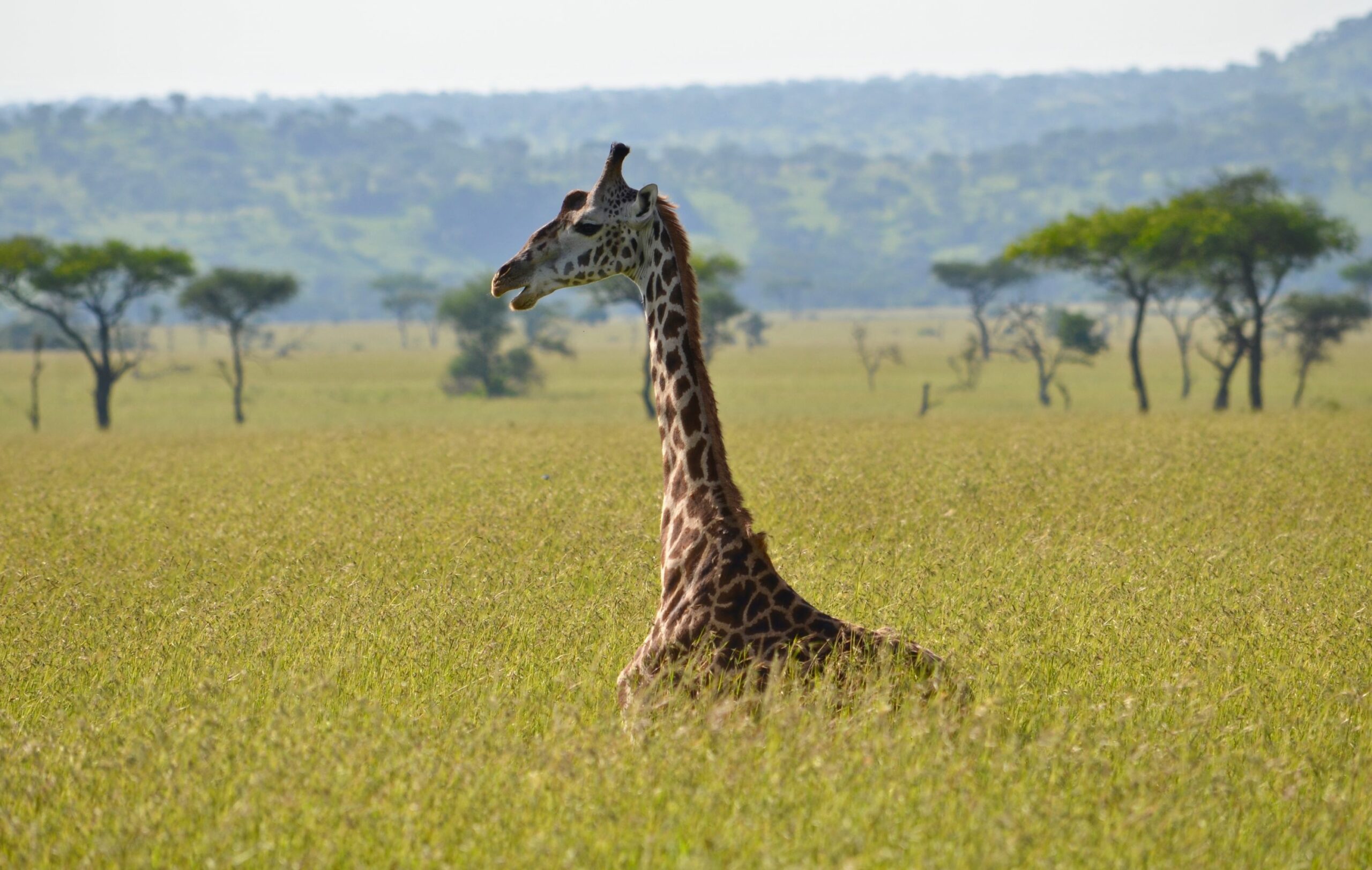 https://www.trackssafaris.co.uk/wp-content/uploads/2022/07/baby-giraffe-masai-mara1-scaled.jpg