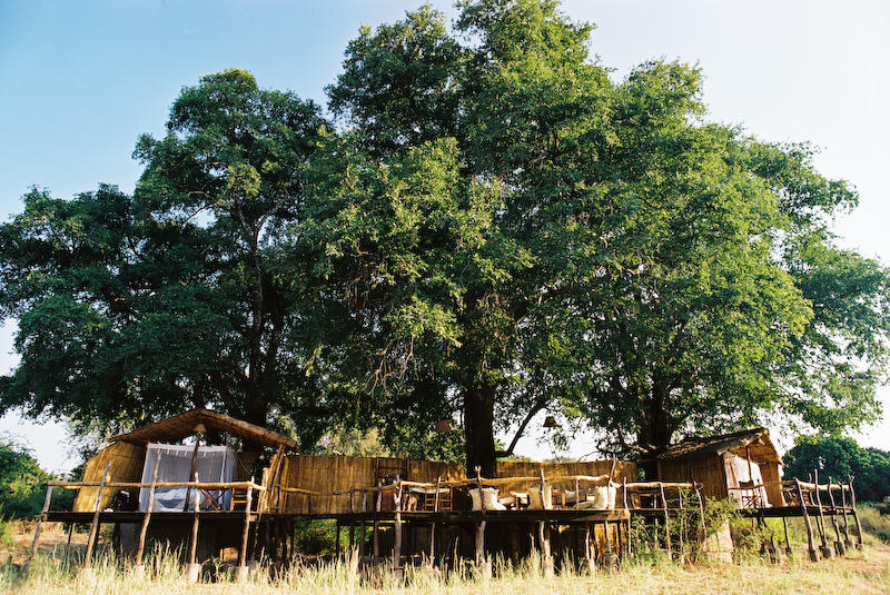 https://www.trackssafaris.co.uk/wp-content/uploads/2022/07/beautiful_jackal_berry_tree_mcheja_or_african_ebony.jpg