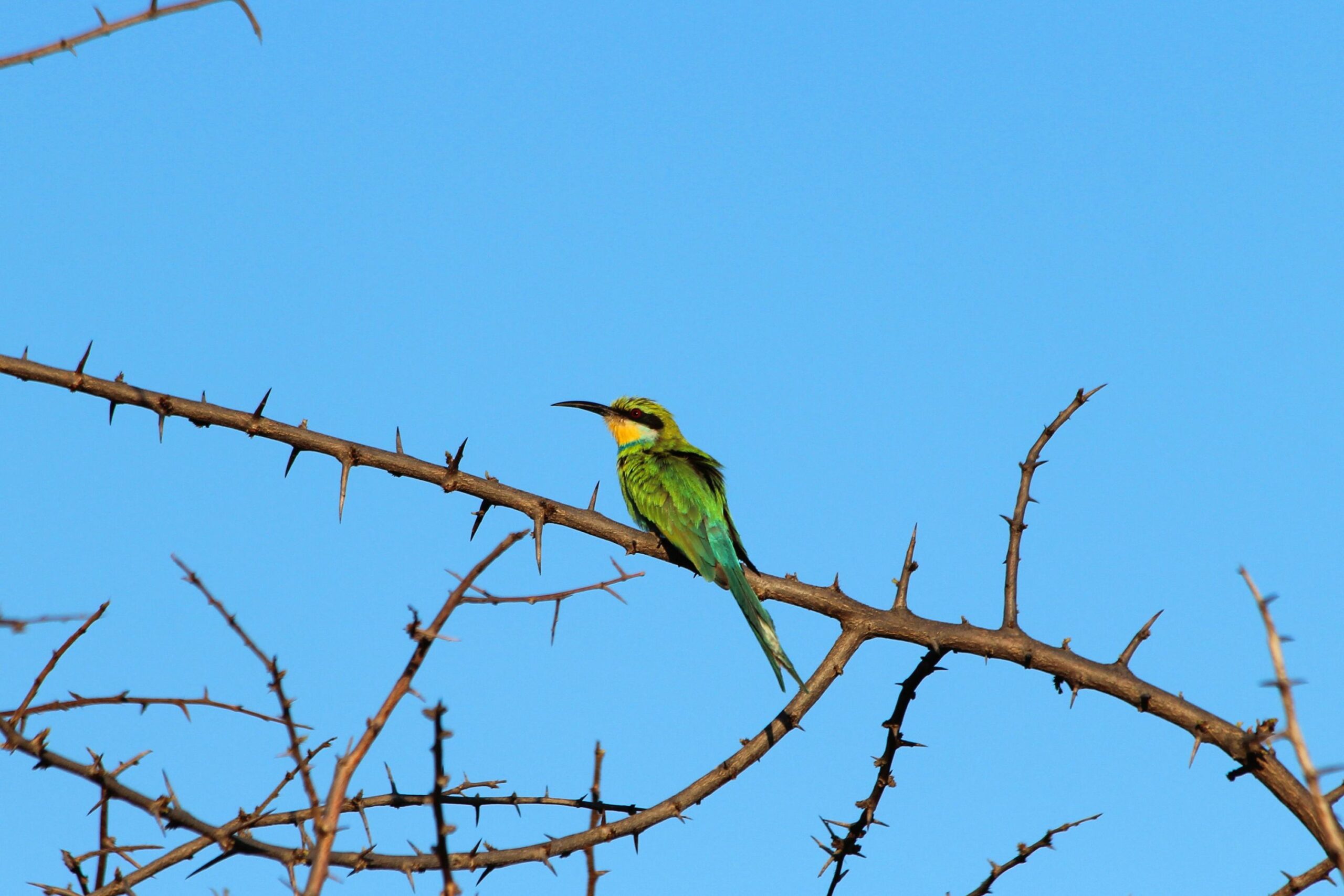 bee_eater