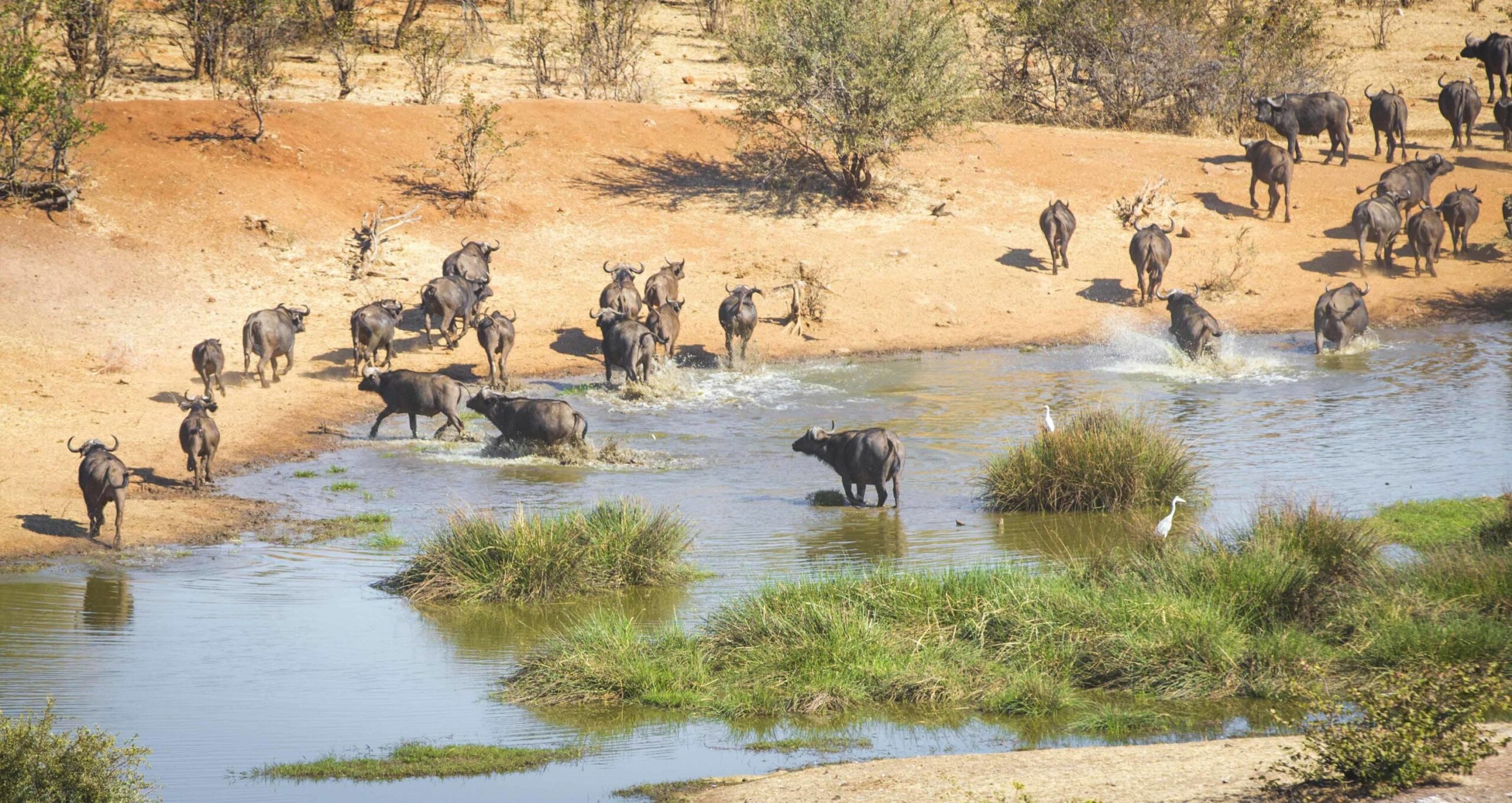 https://www.trackssafaris.co.uk/wp-content/uploads/2022/07/buffalo_at_the_waterhole_5-scaled.jpg