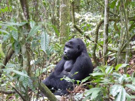 /wp-content/uploads/2022/07/buhoma-lodge-buhoma-bwindi-9_thumb.jpg