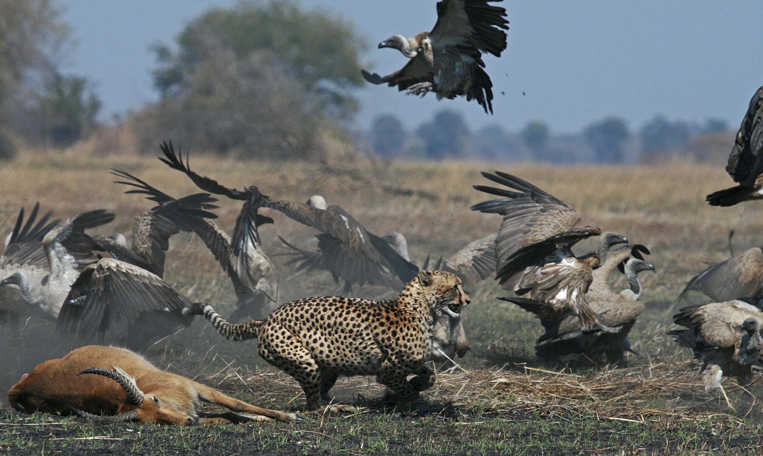 https://www.trackssafaris.co.uk/wp-content/uploads/2022/07/cheetah1-copy-scaled.jpg
