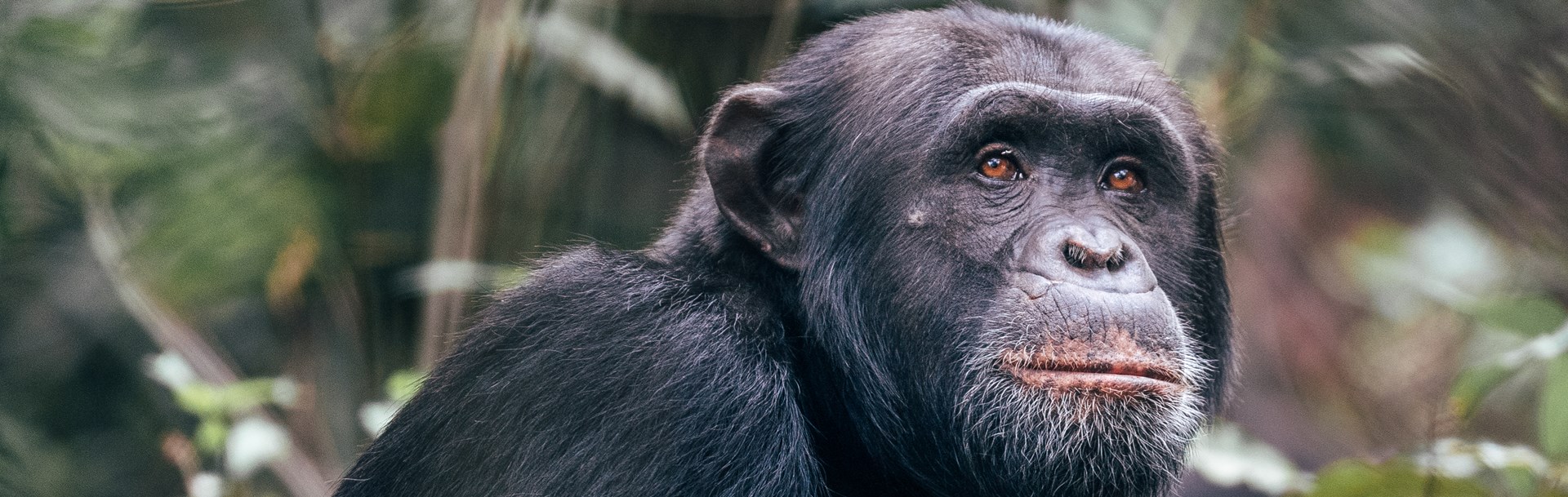 /wp-content/uploads/2022/07/chimp-habituation-project-rubondo-island.jpg