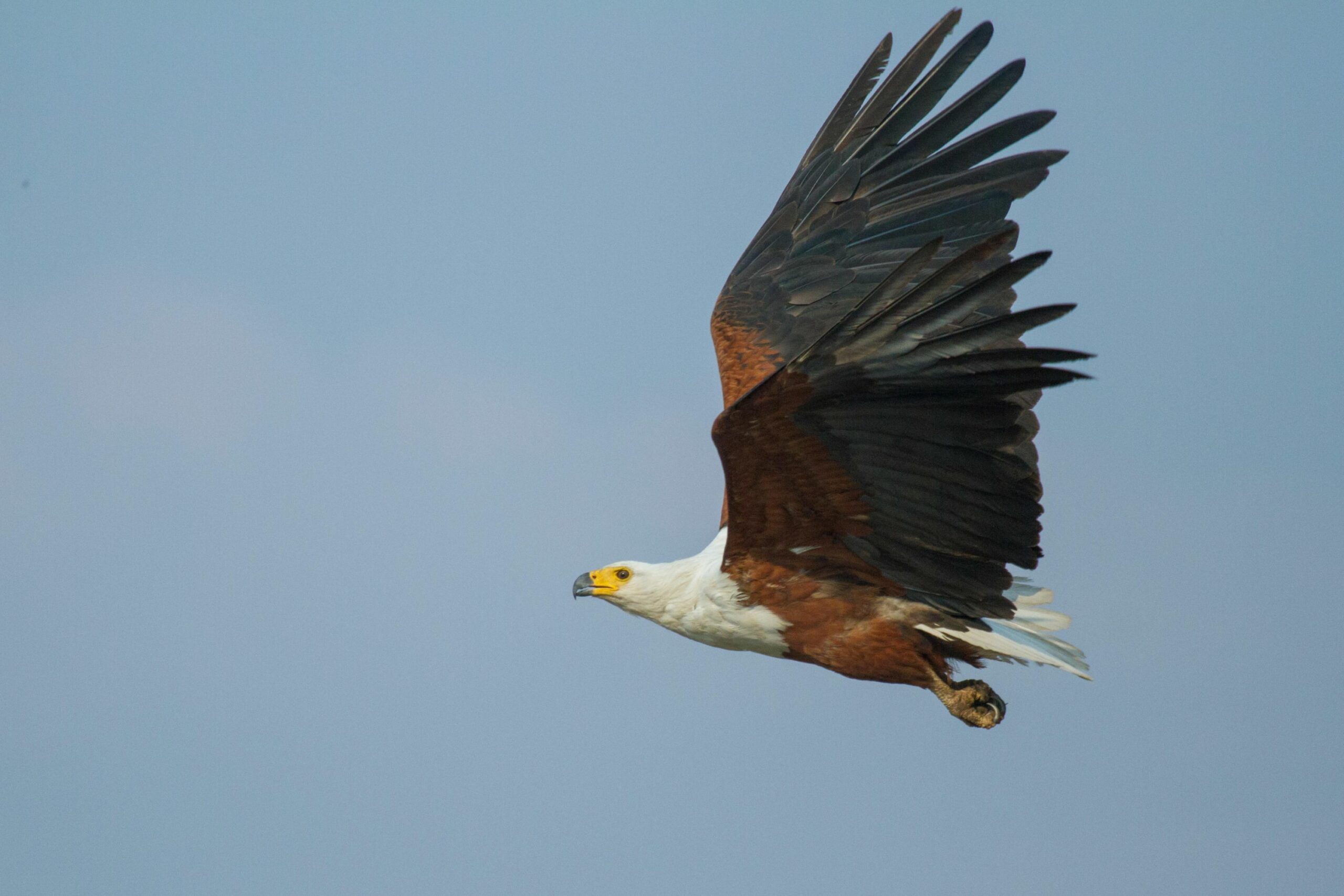 https://www.trackssafaris.co.uk/wp-content/uploads/2022/07/chobe-game-lodge-birding2-scaled.jpg