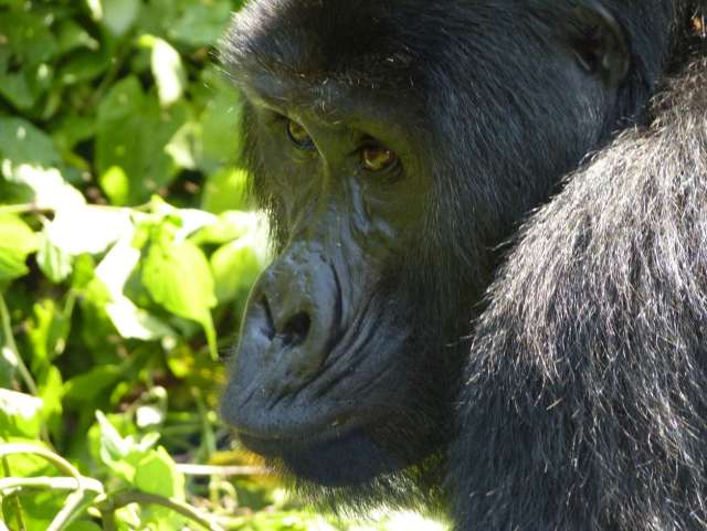 /wp-content/uploads/2022/07/clouds-mountain-gorilla-lodge-1.jpg
