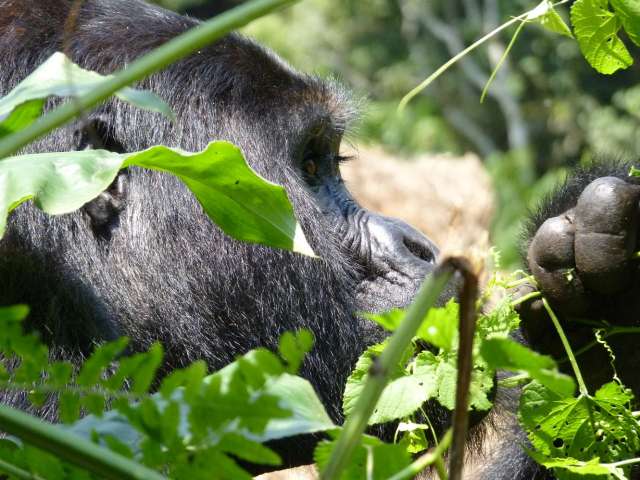 /wp-content/uploads/2022/07/clouds-mountain-gorilla-lodge-2.jpg
