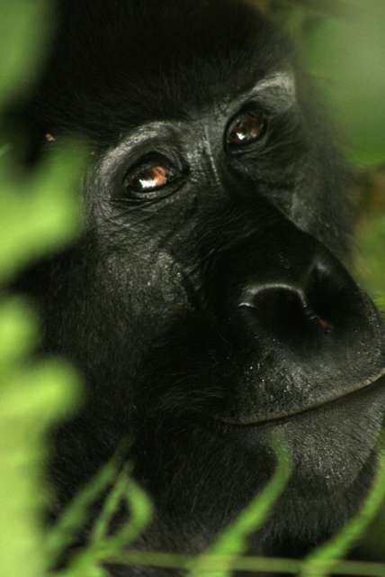 /wp-content/uploads/2022/07/clouds-mountain-gorilla-lodge-3.jpg