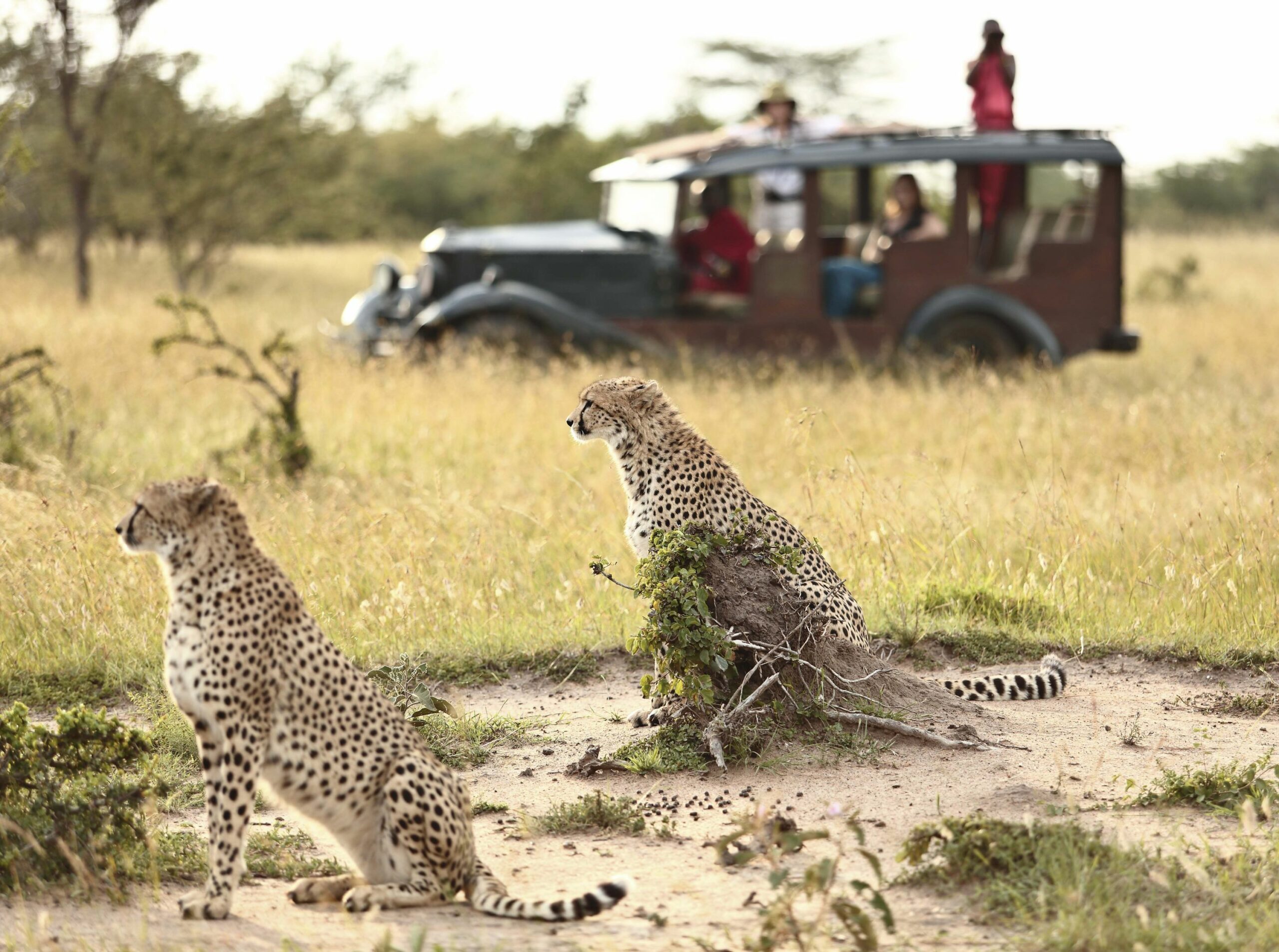 /wp-content/uploads/2022/07/cottars_-_game_drive_5-copy-scaled.jpg
