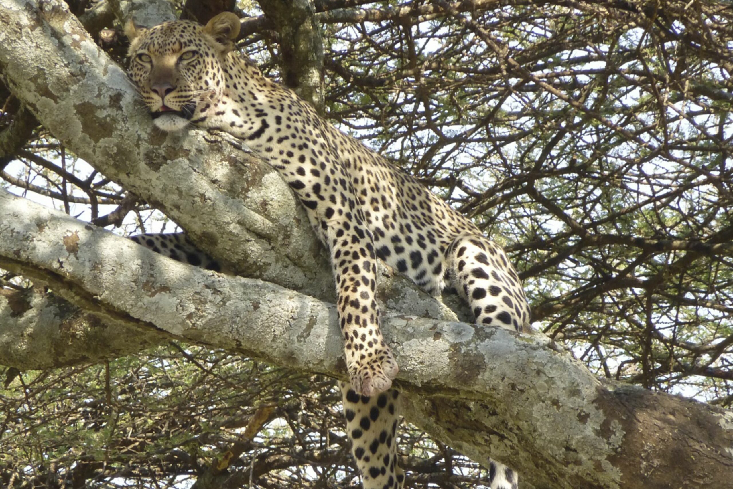 /wp-content/uploads/2022/07/dunia_-_leorpard-scaled.jpg