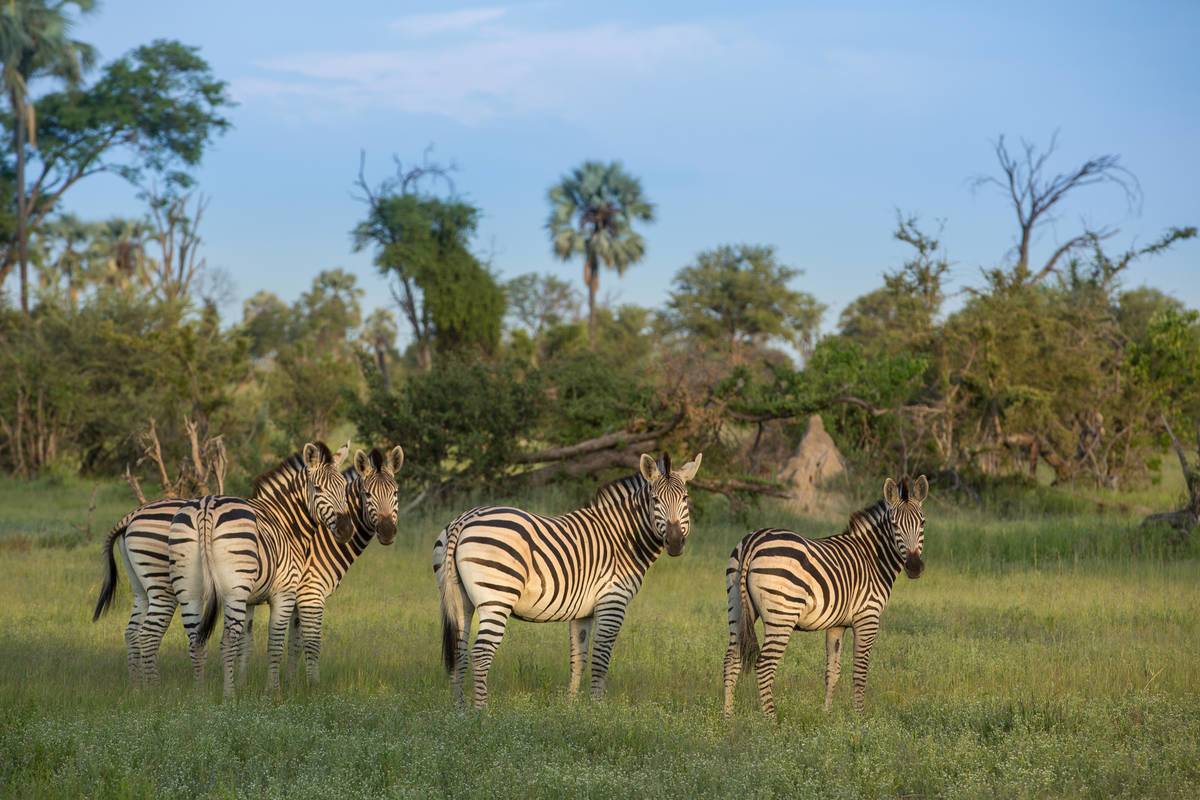 https://www.trackssafaris.co.uk/wp-content/uploads/2022/07/e2018-gomoti-98.jpg