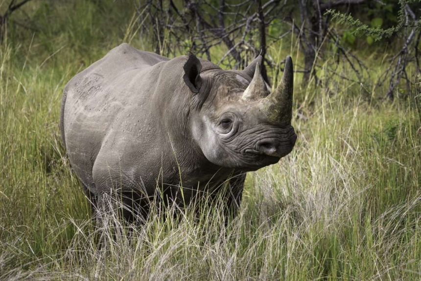 https://www.trackssafaris.co.uk/wp-content/uploads/2022/07/e_15.jpg