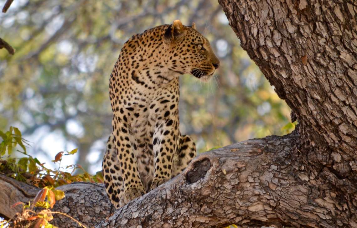 10 night Footsteps Across the Delta plus Kanana and Dinaka