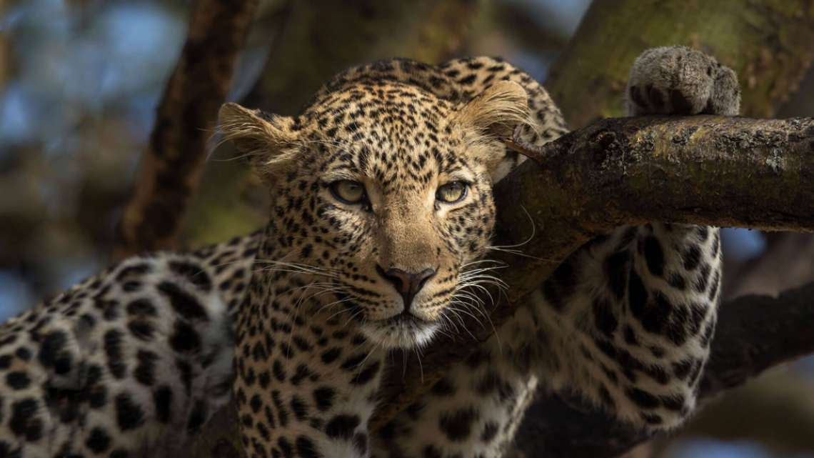 8 Night Kicheche Mara Wilderness Walking Safari and Kicheche Laikipia Camp