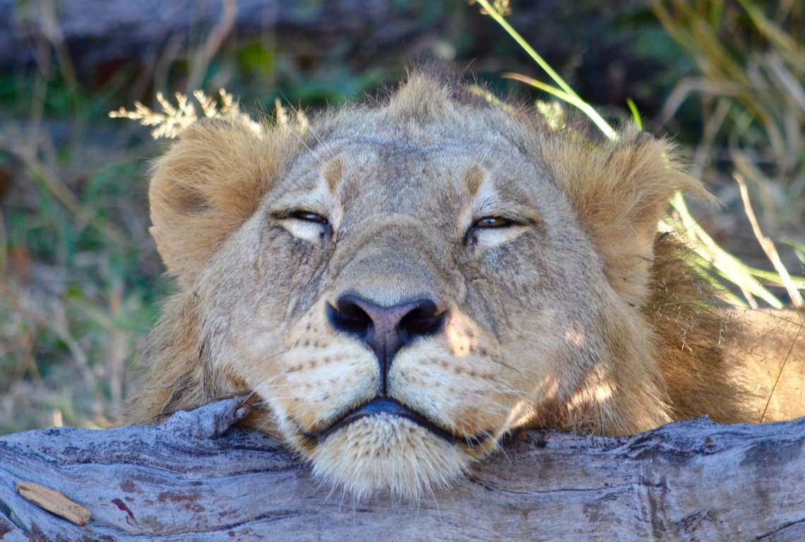12 night Botswana Adventure and Okavango Walking Safari