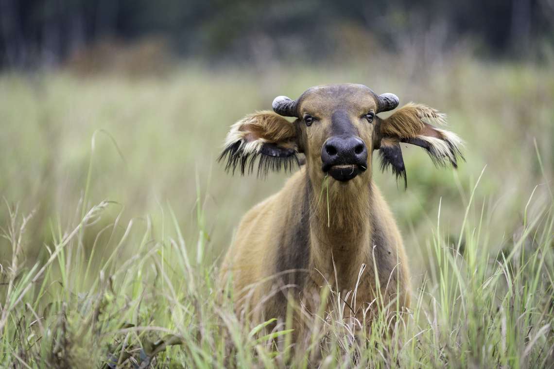 11 Night Congo Basin Exploration – Tailor Made itinerary