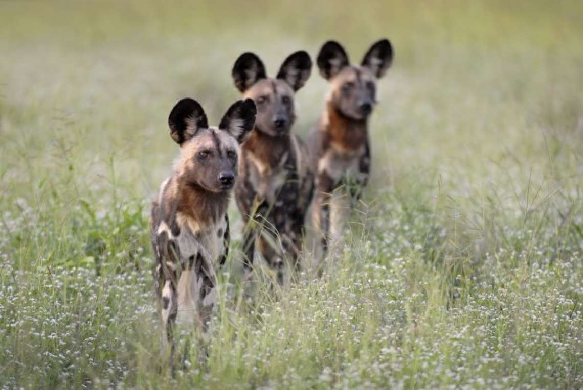 7 Night Carnivore Research Week – South Luangwa National Park