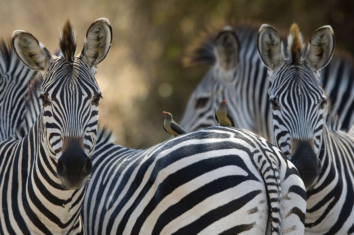 10 night South Luangwa Mobile walking Safari and Camps