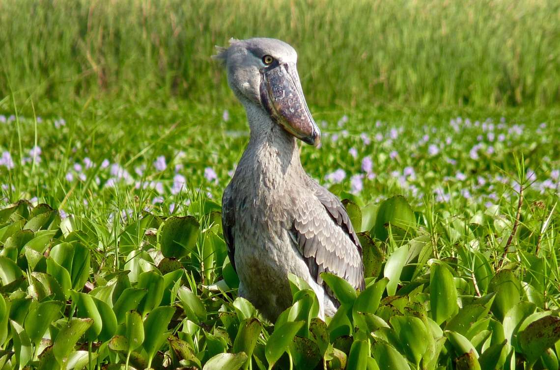 8 Night Small Group Shoebill Safari