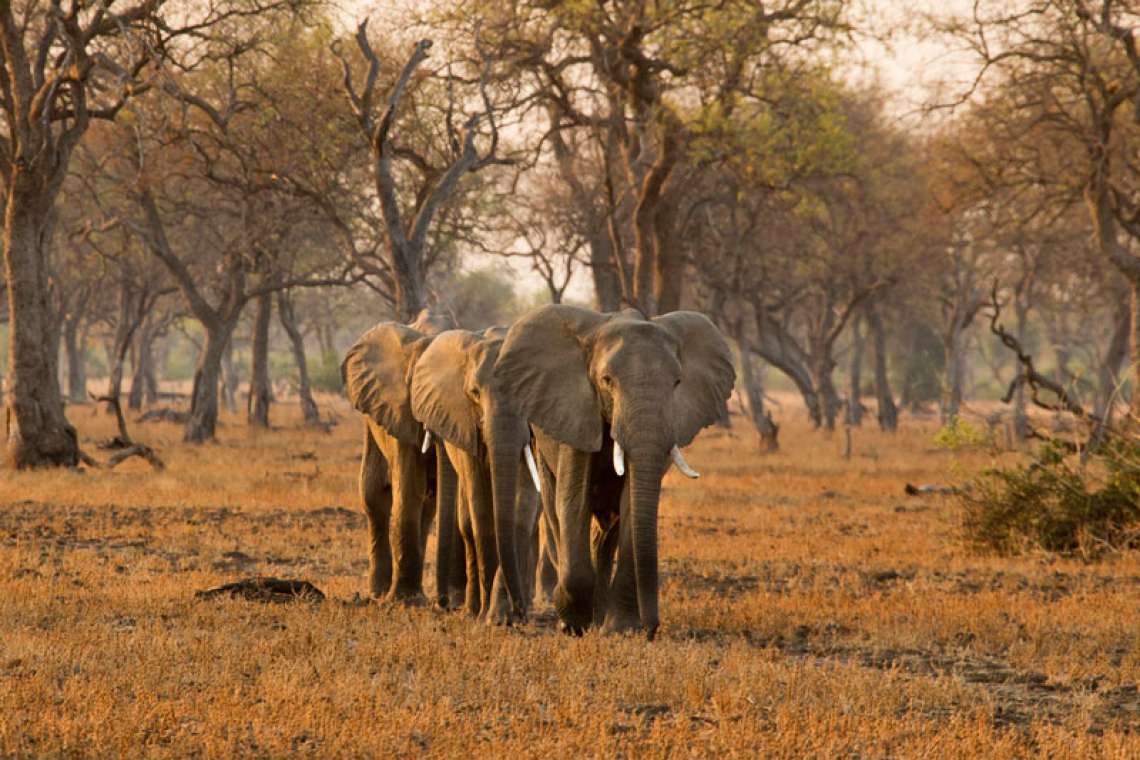 11 Nights Wilderness Walking in Zambia