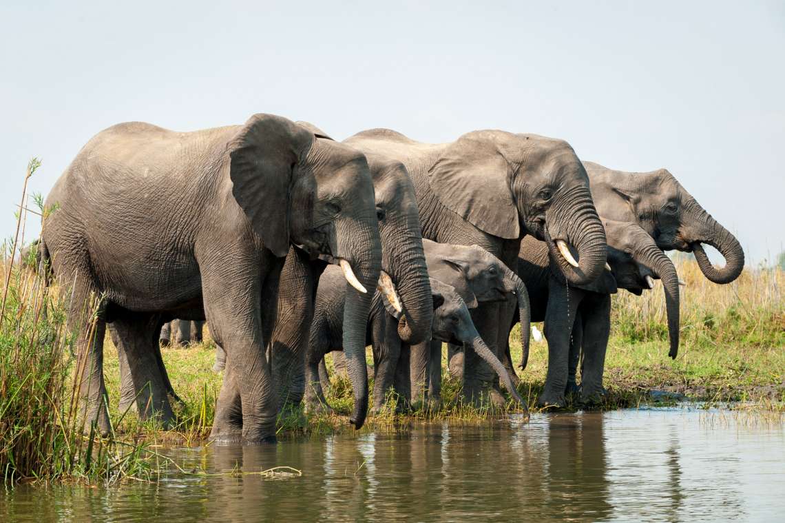 12 Night Malawi Conservation Safari – Wildlife, Tea Estates and Cichlids