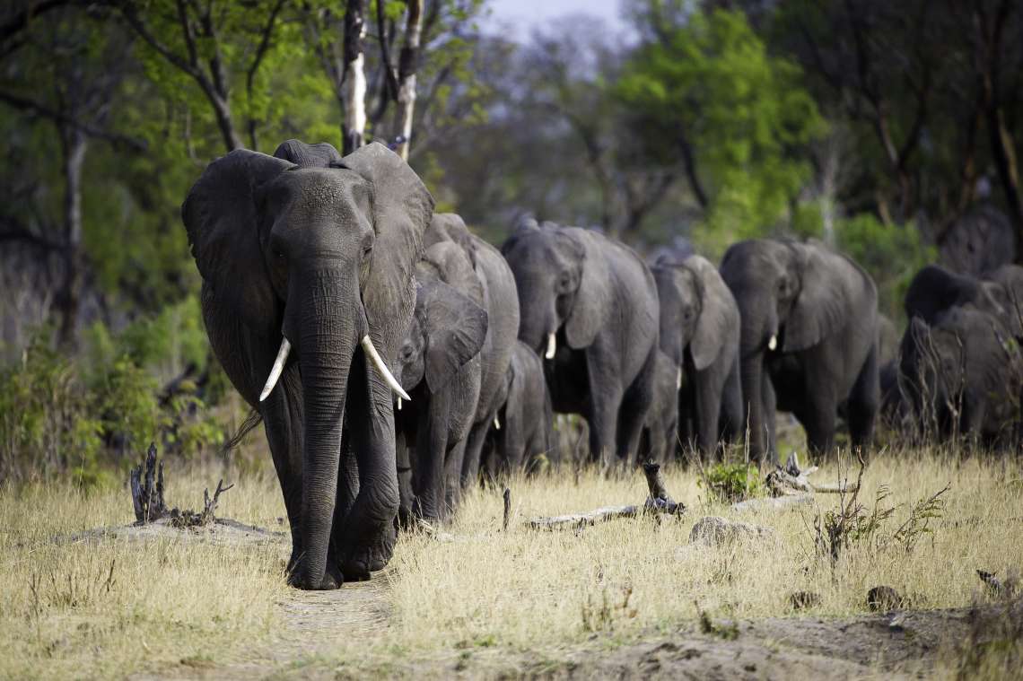 5 night Luxury Hwange Walking Safari – Fully Serviced
