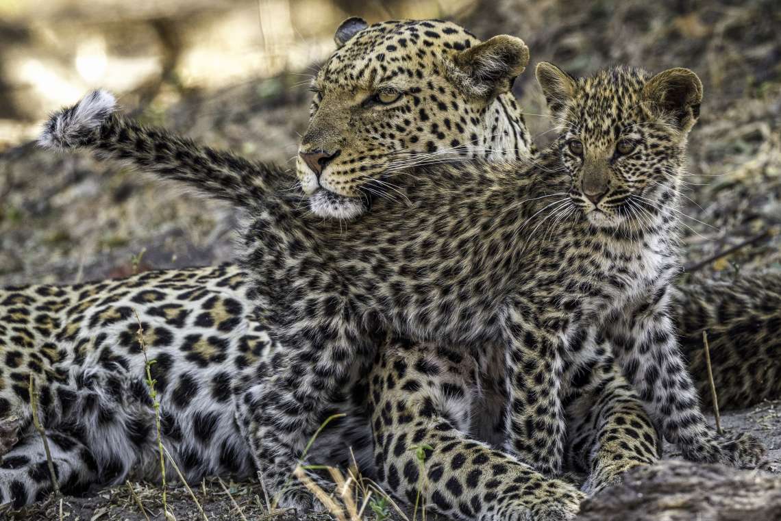 5 Night Mana Walking Safari Along the Zambezi – Fully Serviced