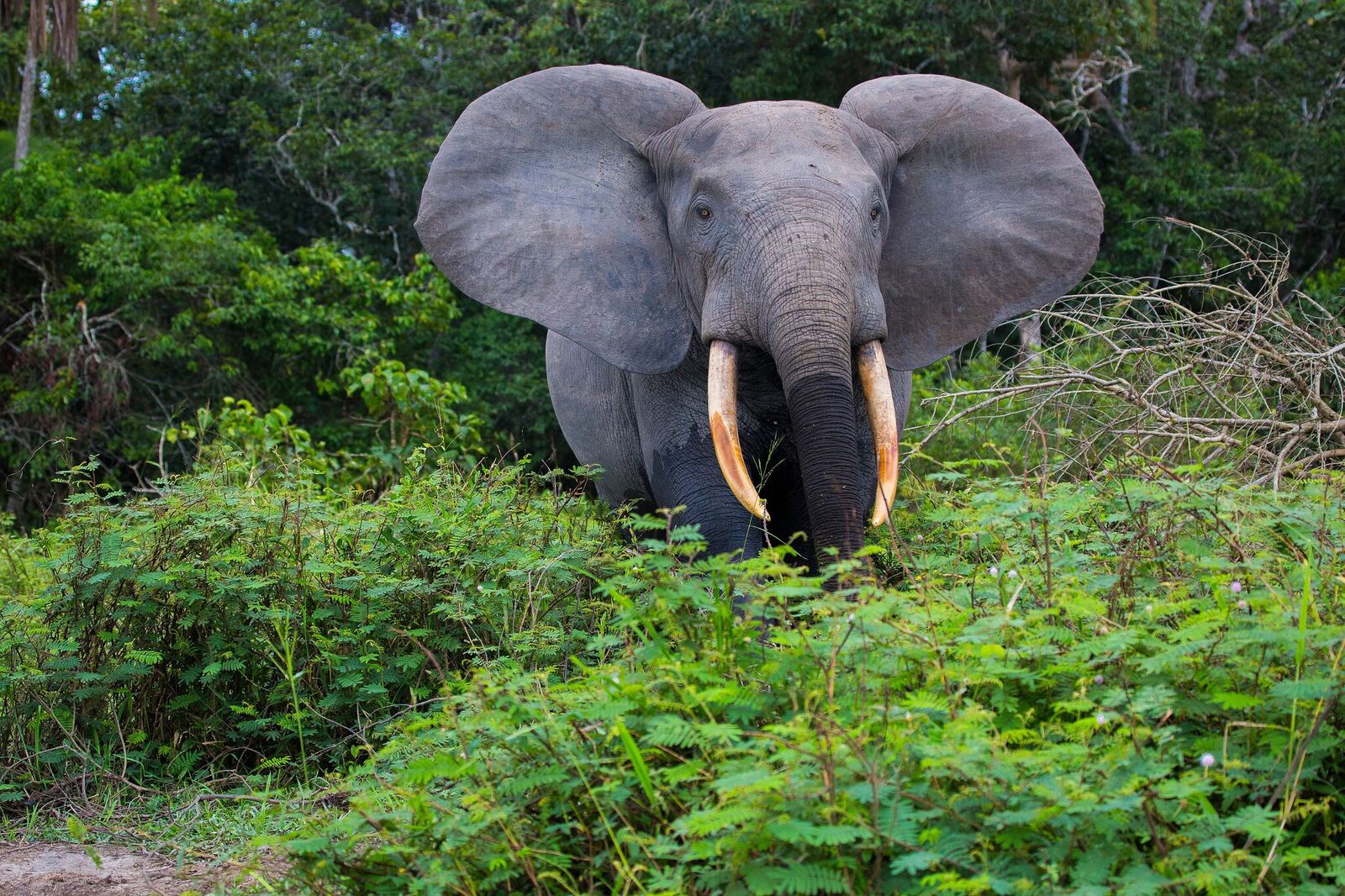/wp-content/uploads/2022/07/elephant-low-res2.jpg