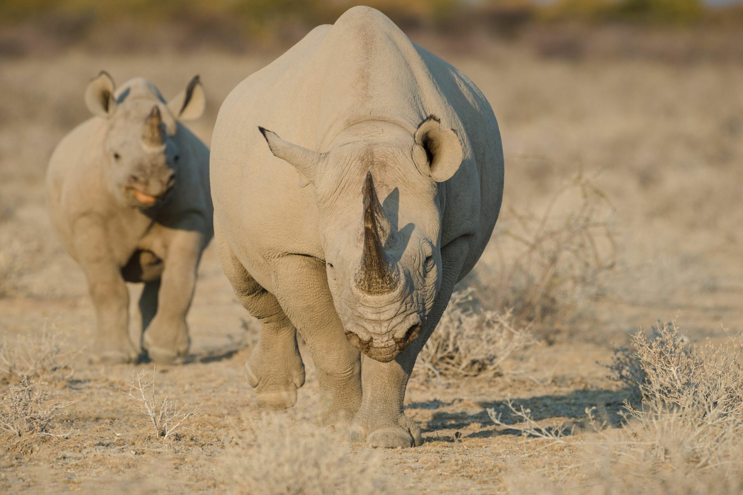 Etosha-Mountain-Lodge-Aerial-View-scaled