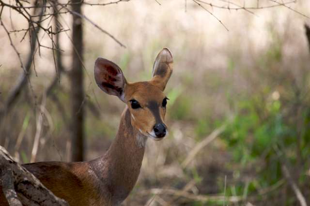 /wp-content/uploads/2022/07/explore-gorongosa-1.jpg
