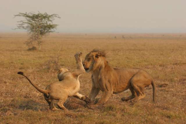 /wp-content/uploads/2022/07/explore-gorongosa-10.jpg
