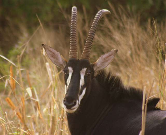/wp-content/uploads/2022/07/explore-gorongosa-9.jpg