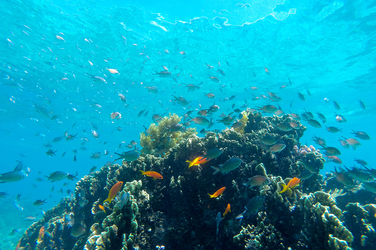 /wp-content/uploads/2022/07/fanjove-snorkelling-1.jpg
