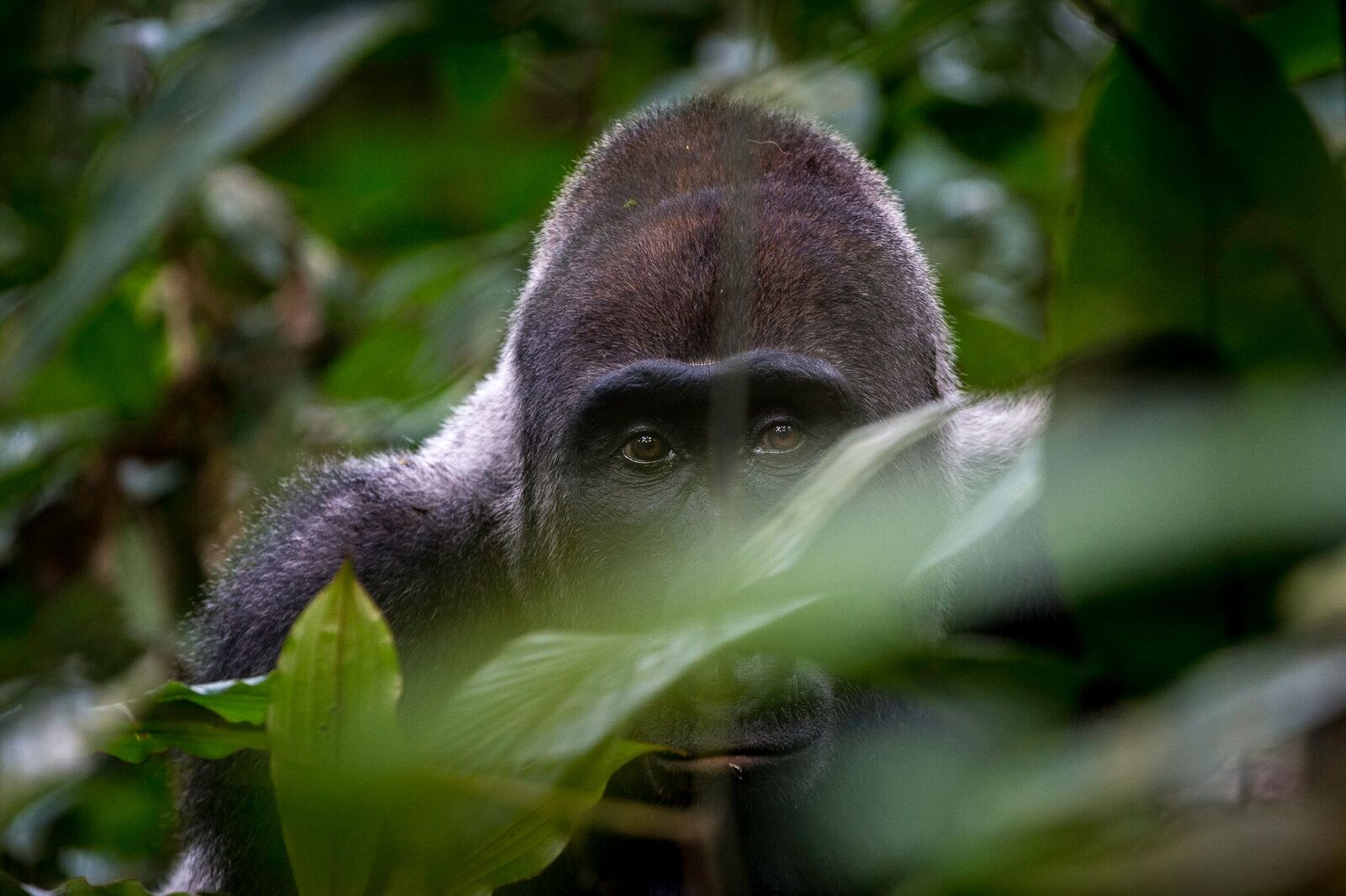 /wp-content/uploads/2022/07/gorilla-low-res1.jpg