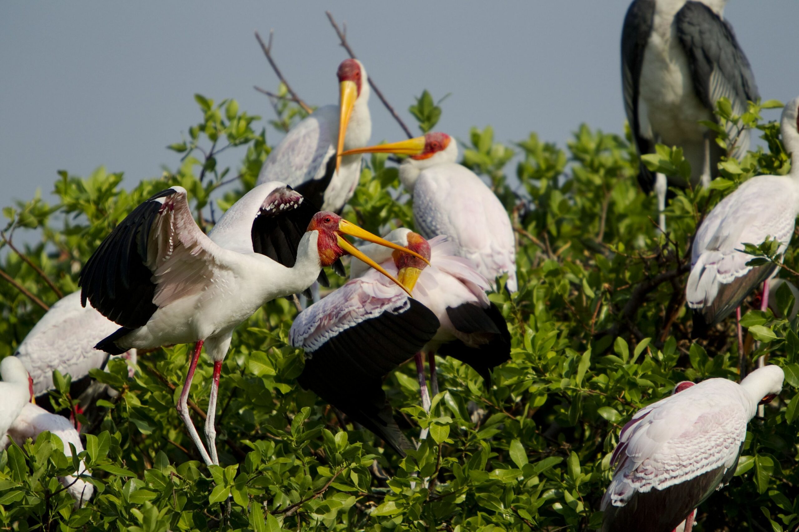 https://www.trackssafaris.co.uk/wp-content/uploads/2022/07/heronryybstorks_kan_5499-scaled.jpg