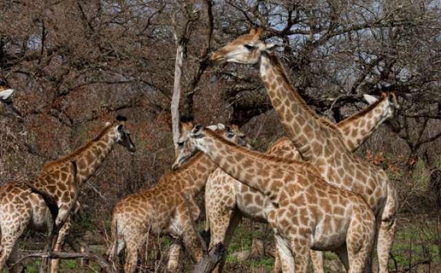 /wp-content/uploads/2022/07/isibindi-zulu-lodge-kwazulu-natal-2.jpg