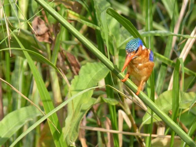/wp-content/uploads/2022/07/jacana-safari-lodge-queen-elizabeth-np-5.jpg