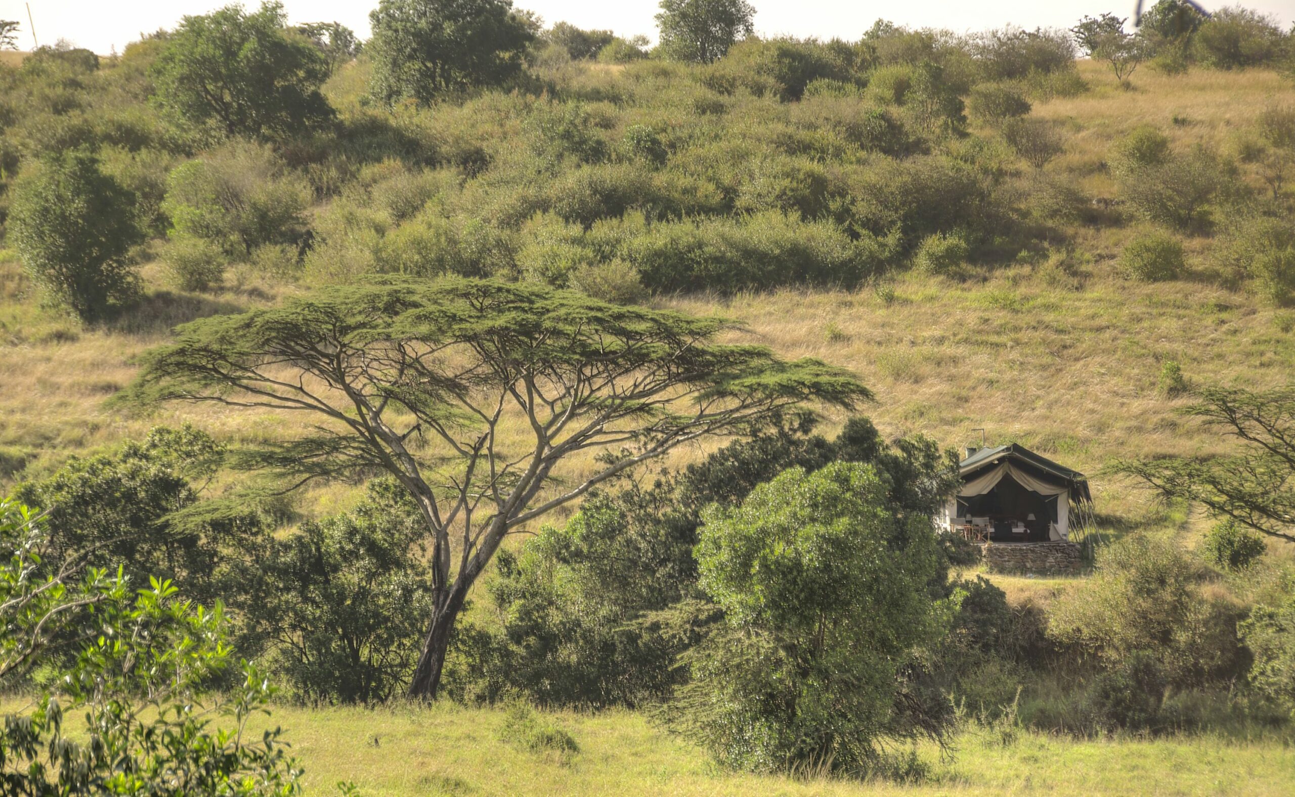 /wp-content/uploads/2022/07/kicheche_mara_camp_-tents_in_situ03-scaled.jpg